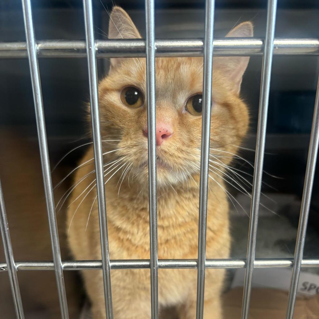 Enlarge Xander, a ADOPTABLE Domestic Short Hair in Manchester, NH image 1/1