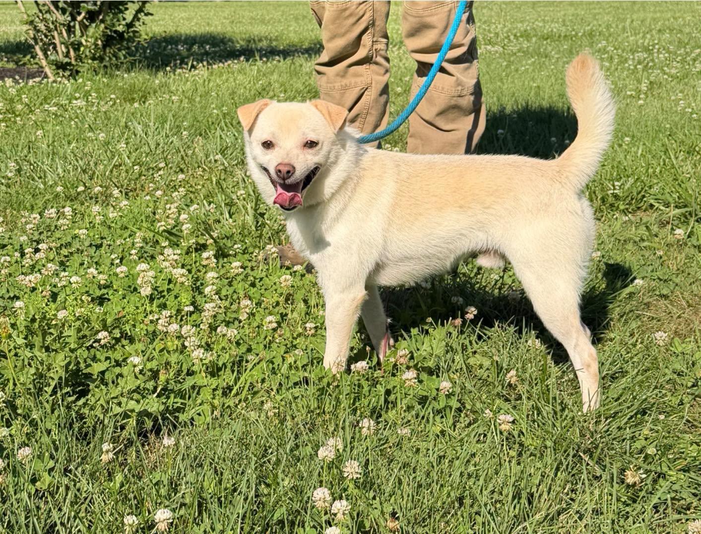 Leo, adopted, Adult Male Chihuahua.