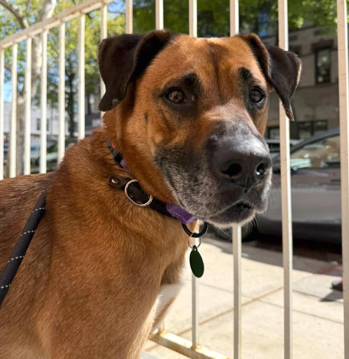 Tanya, a Adoptable mixed breed in Brooklyn, NY image 3/5