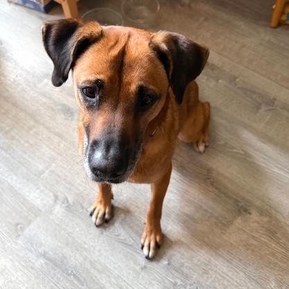 Tanya, a Adoptable mixed breed in Brooklyn, NY image 5/5