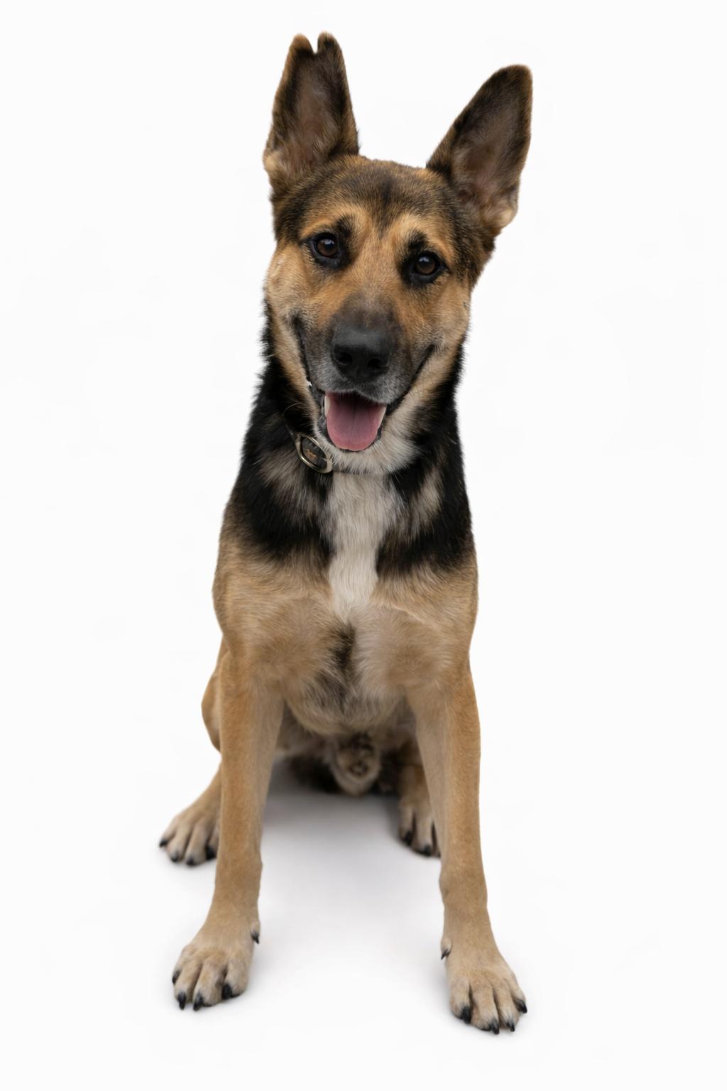 Enlarge Reese, an adopted German Shepherd Dog in Carver, MA image 1/1