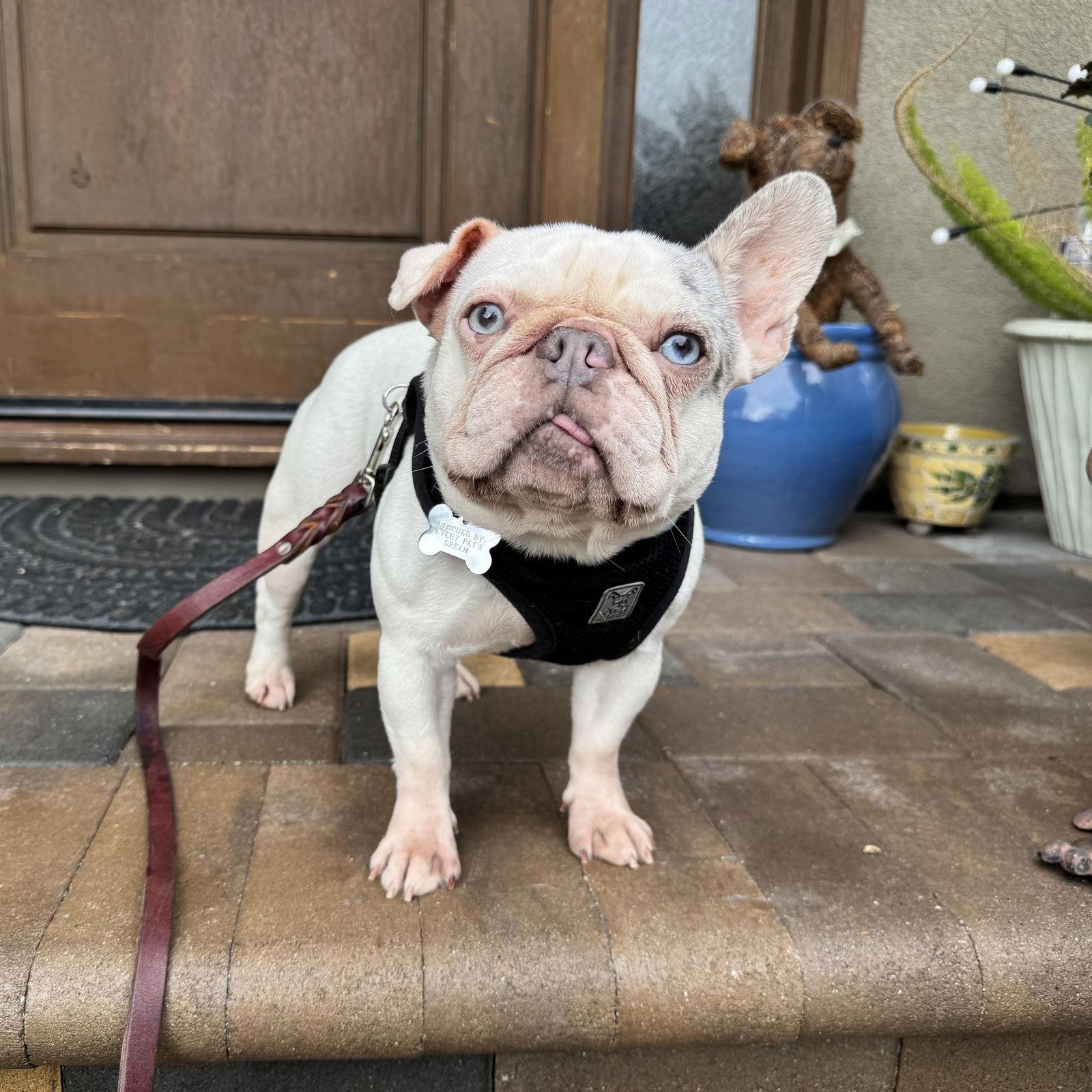 Enlarge Miley, a Adopted French Bulldog in Santa Clara, CA image 1/3