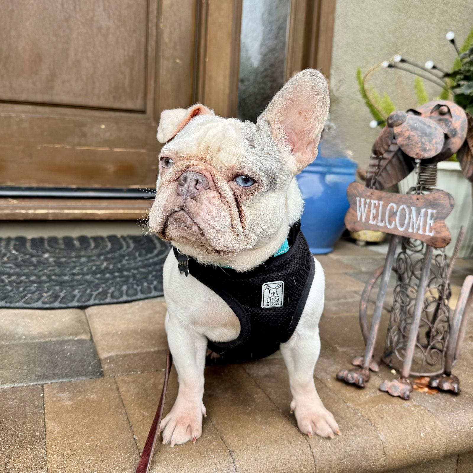Miley, Adopted, Young Female French Bulldog.