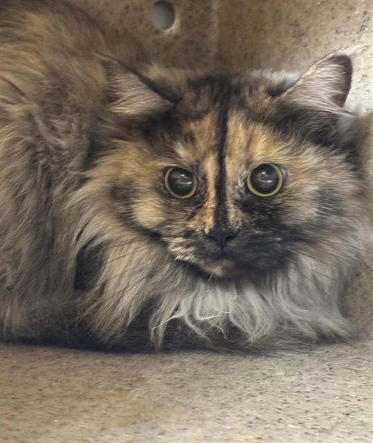 ANNA, Adoptable, Adult Female Domestic Long Hair & Domestic Short Hair.