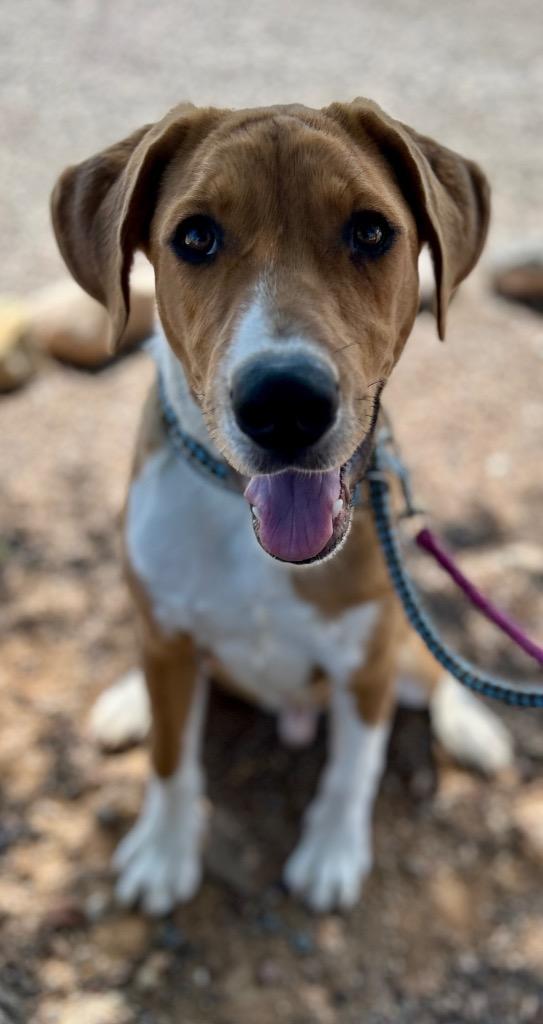 Hiro, Adoptable, Young Male Labrador Retriever.