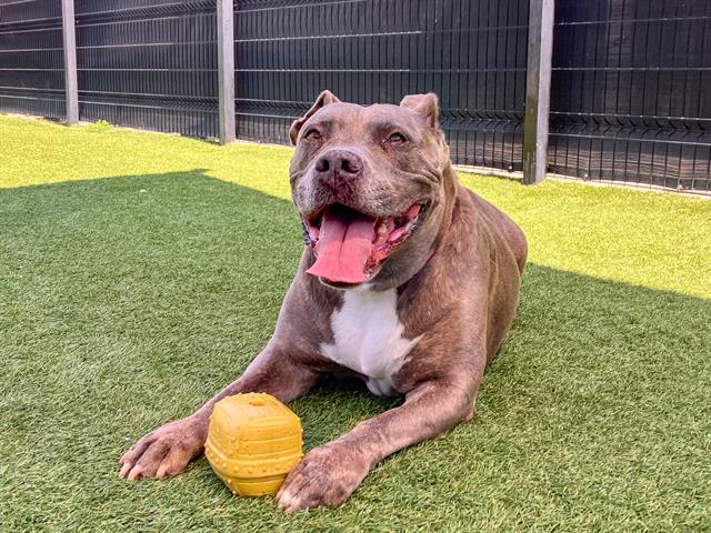 Enlarge TIGRESS, a Adoptable Pit Bull Terrier in Tustin, CA image 1/1