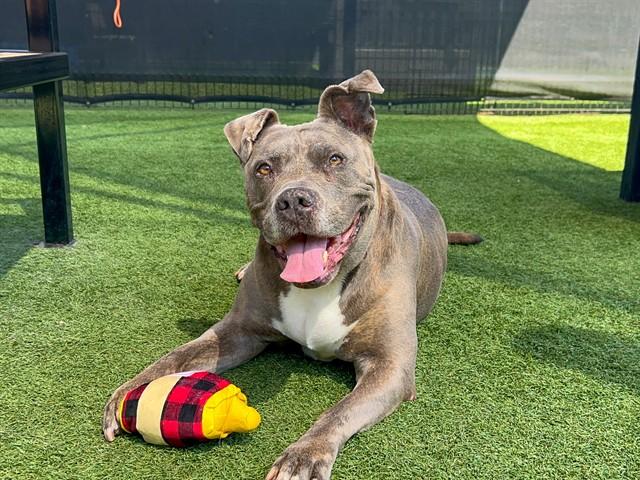 Enlarge TIGRESS, a Adoptable Pit Bull Terrier in Tustin, CA image 1/1