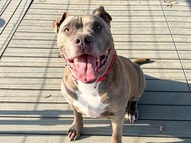 TIGRESS, Adoptable, Adult Female Pit Bull Terrier.