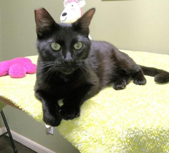 MEOW, JR - sweet green eyed boy, an adopted mixed breed in Concord, NH image 4/5