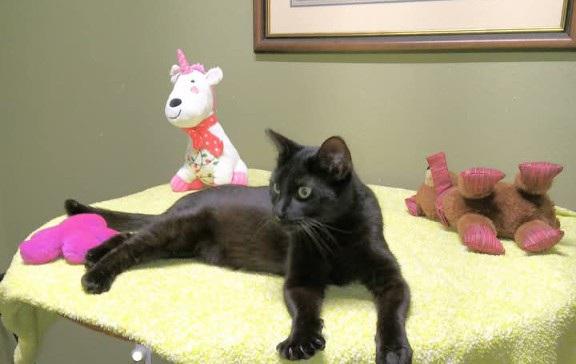 MEOW, JR - sweet green eyed boy, an adopted mixed breed in Concord, NH image 3/5