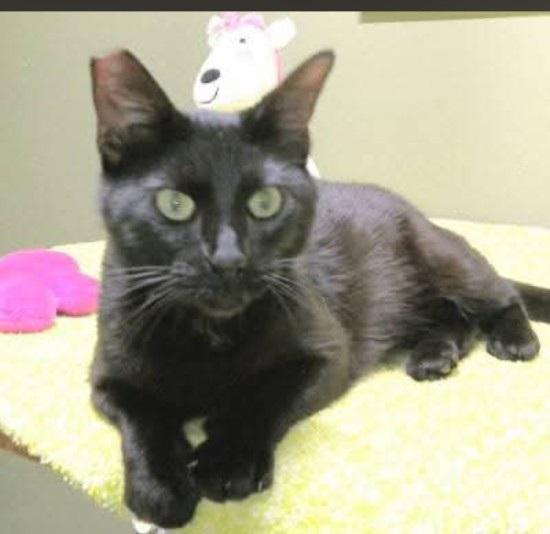 MEOW, JR - sweet green eyed boy, an adopted mixed breed in Concord, NH image 1/5