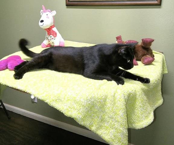 MEOW, JR - sweet green eyed boy, an adopted mixed breed in Concord, NH image 5/5