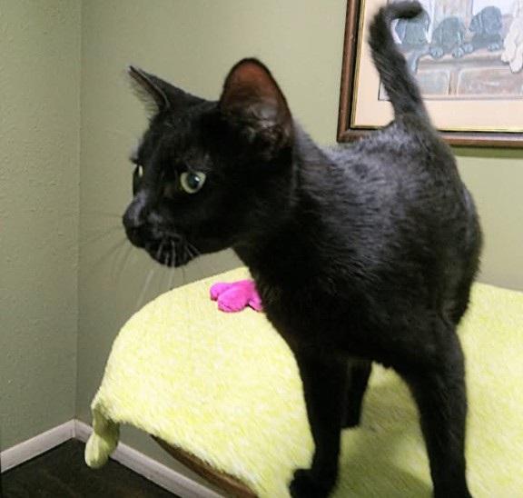 MEOW, JR - sweet green eyed boy, an adopted mixed breed in Concord, NH image 2/5