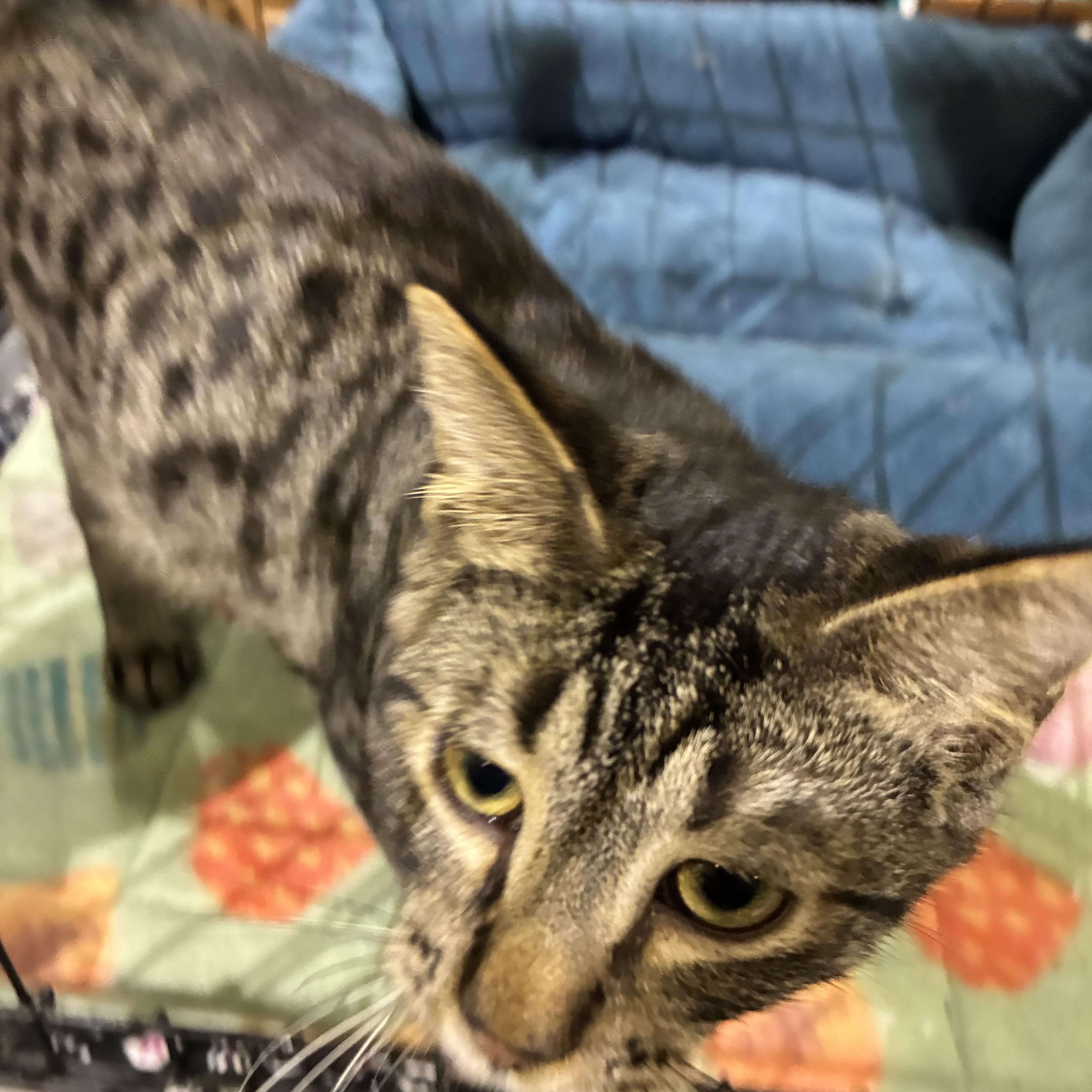 Enlarge ARLO, an adopted Tabby in Lake Ozark, MO image 4/5