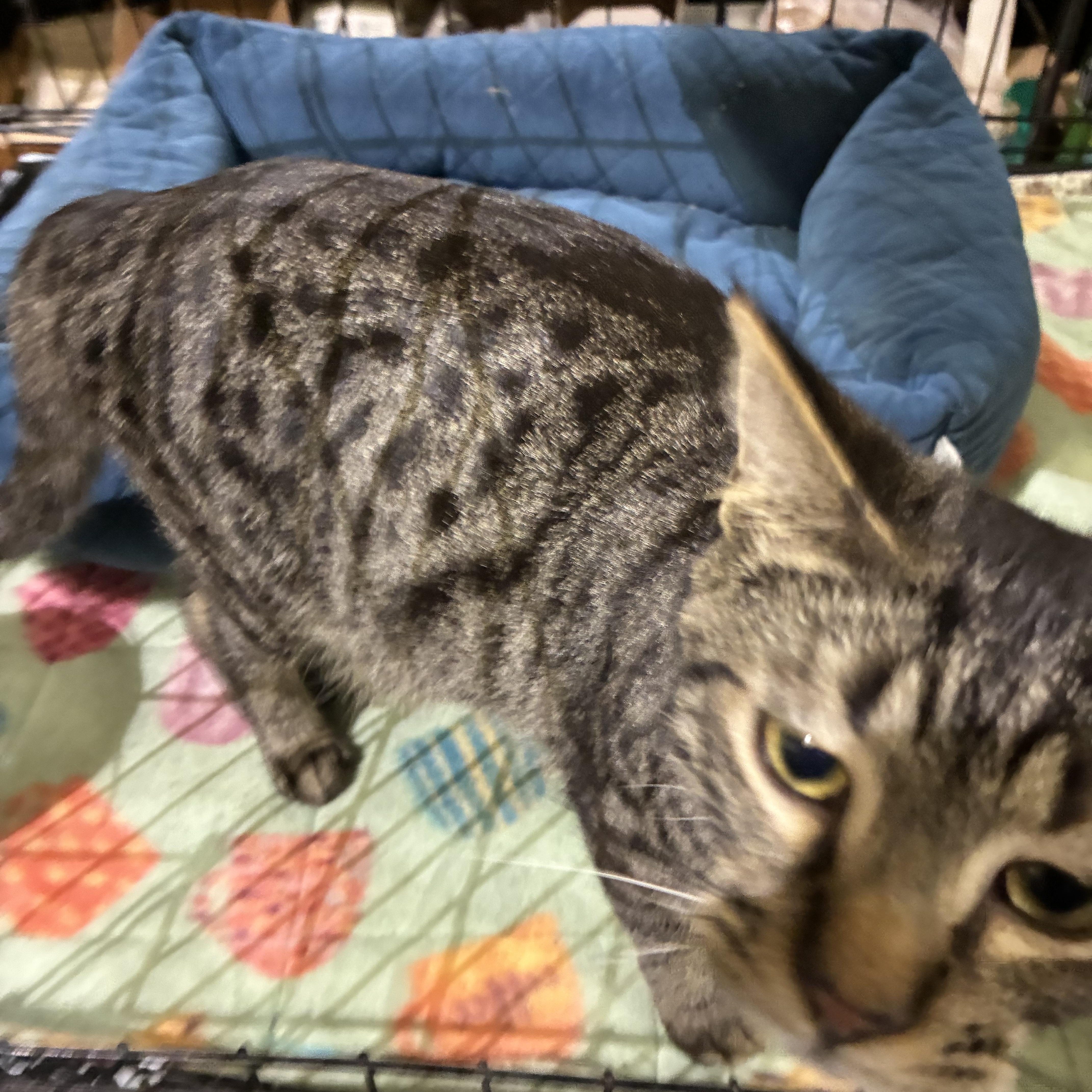 Enlarge ARLO, an adopted Tabby in Lake Ozark, MO image 3/5