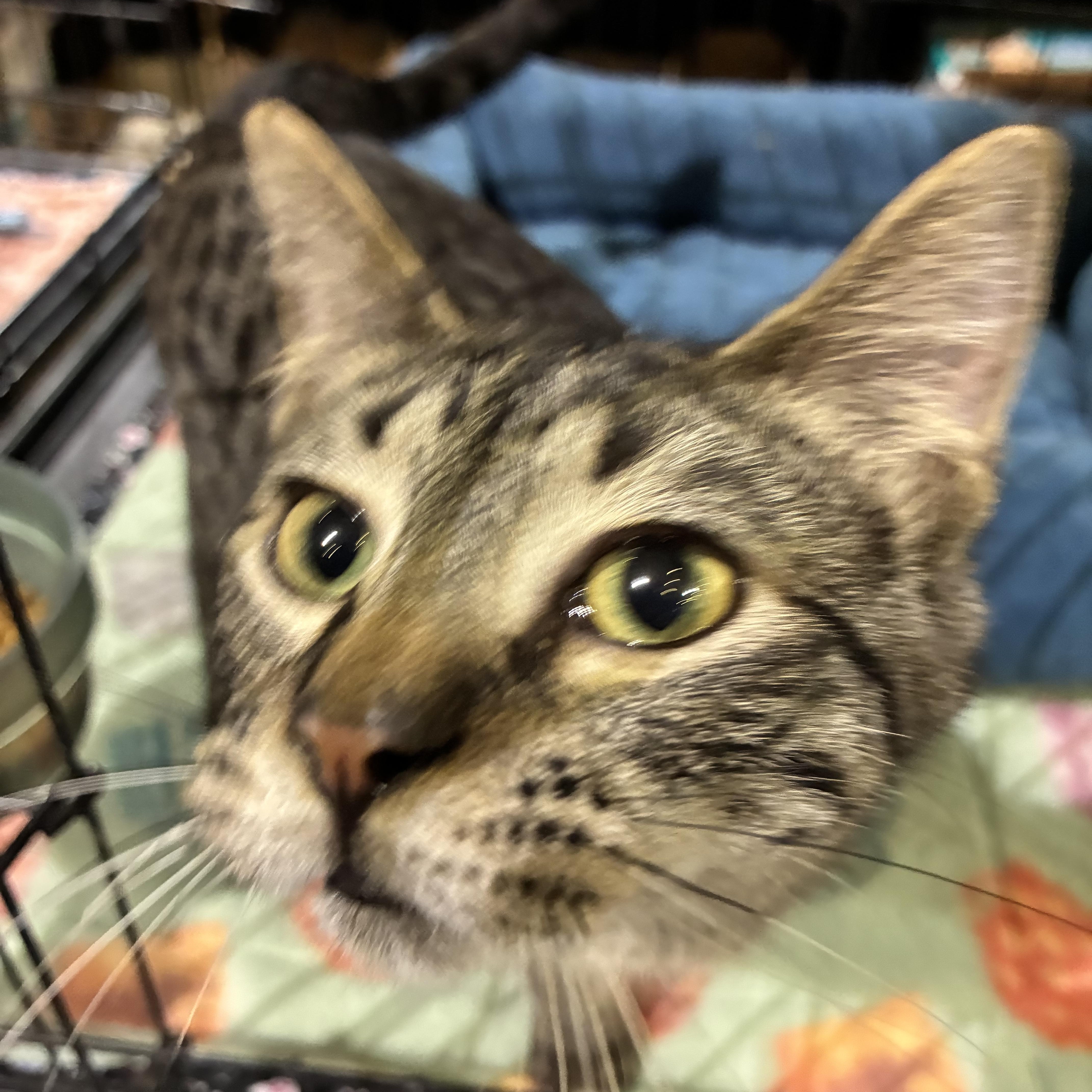 ARLO, adopted, Kitten Male Tabby.