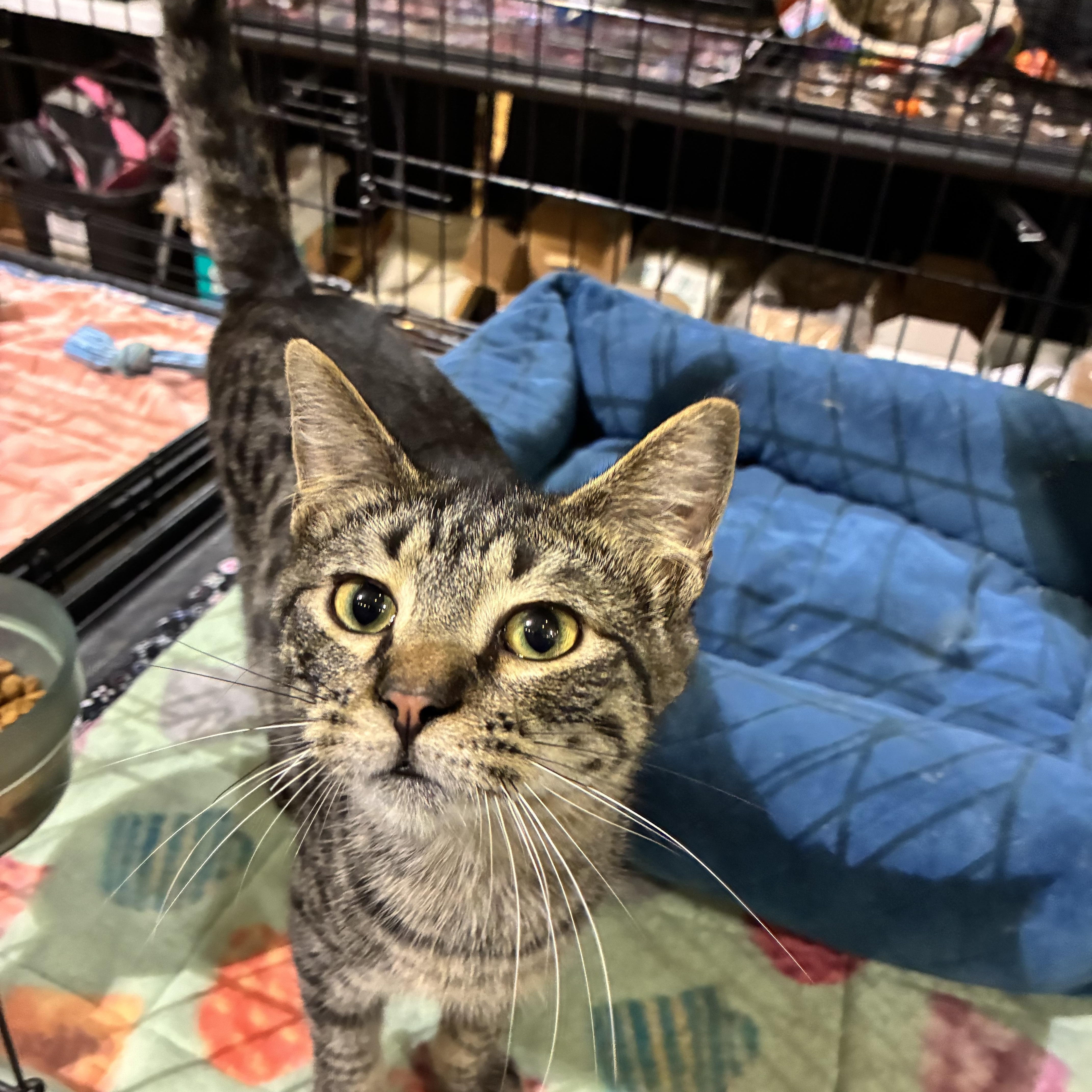 Enlarge ARLO, an adopted Tabby in Lake Ozark, MO image 2/5