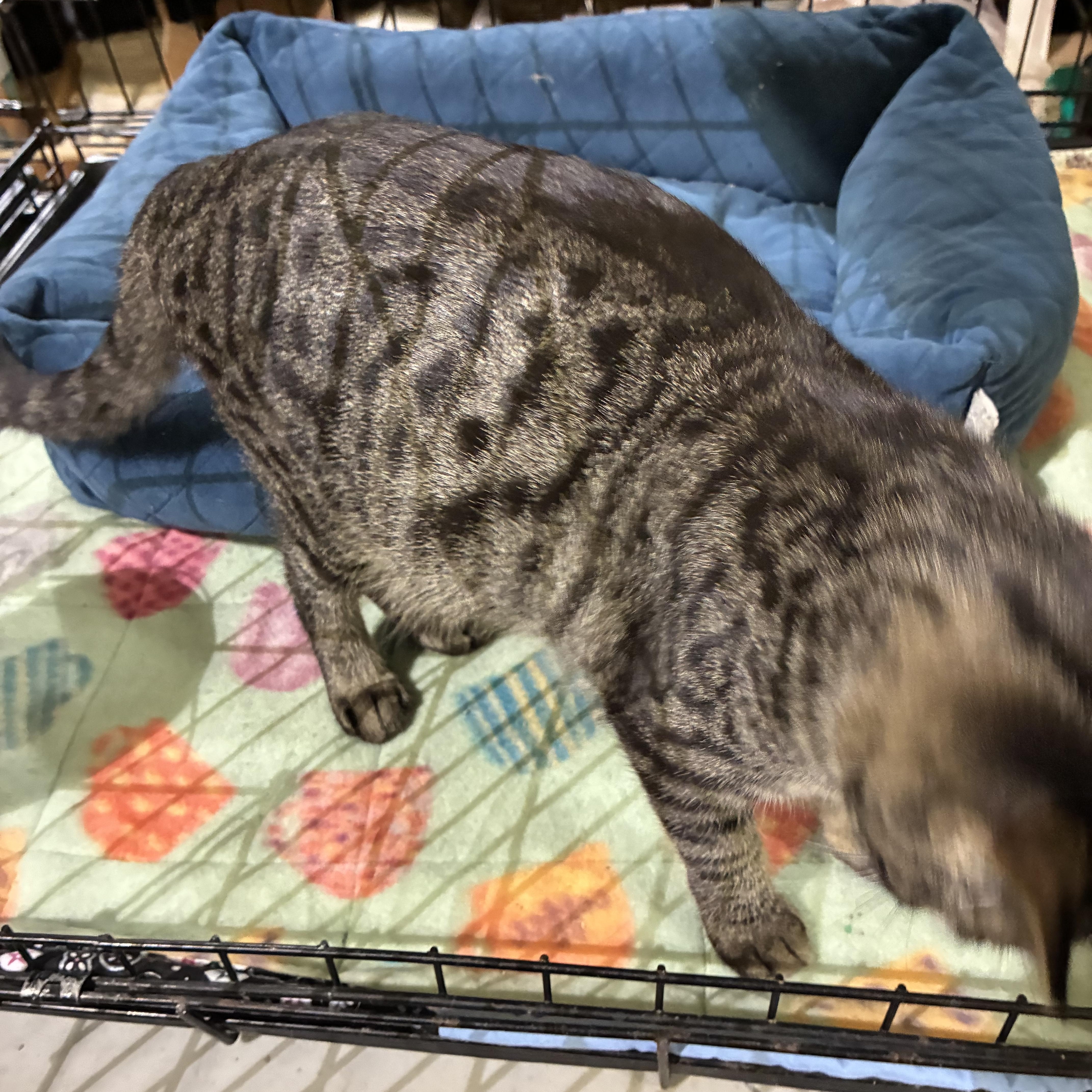 Enlarge ARLO, an adopted Tabby in Lake Ozark, MO image 5/5