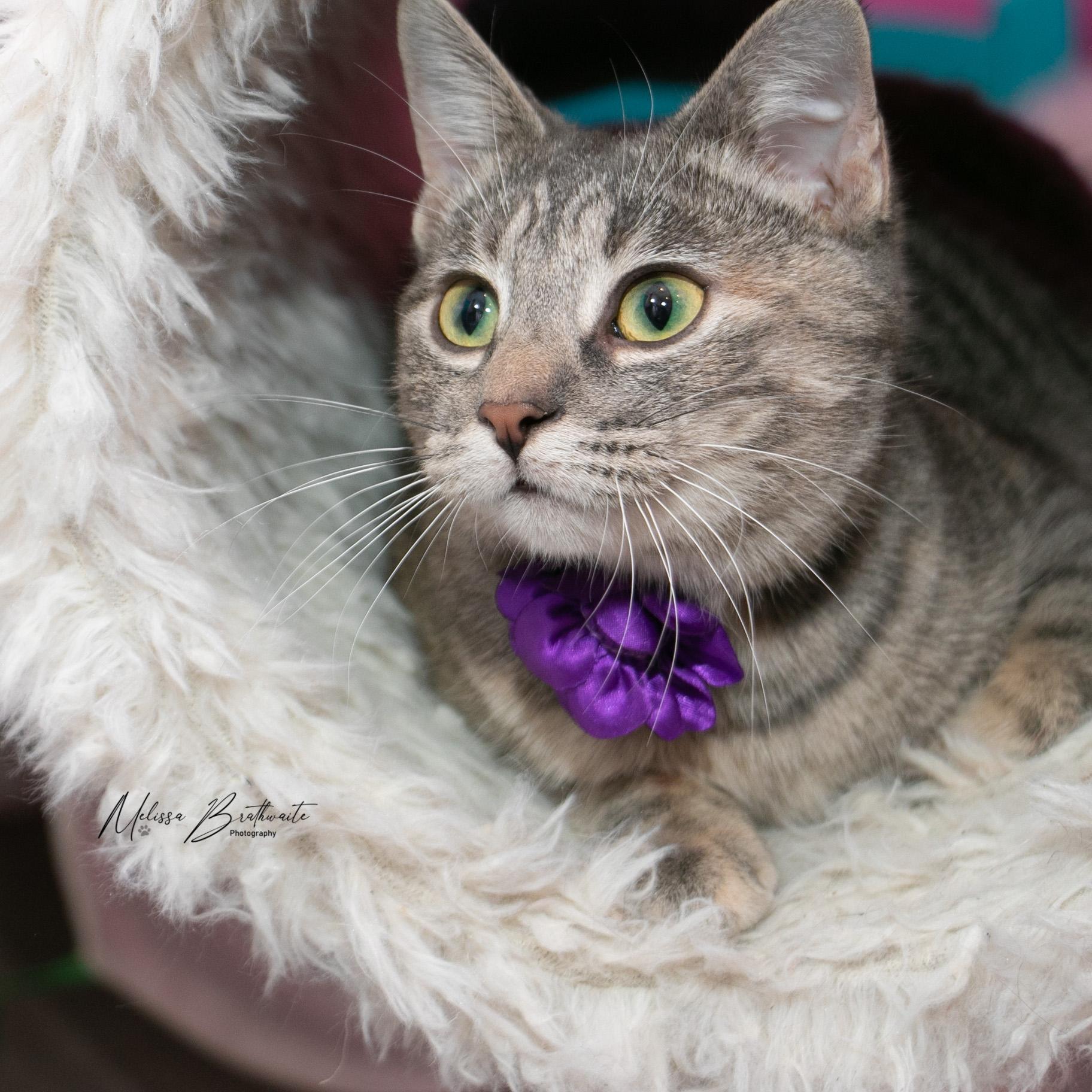 Enlarge Mokoko, an adopted Domestic Short Hair in Calgary, AB image 4/6