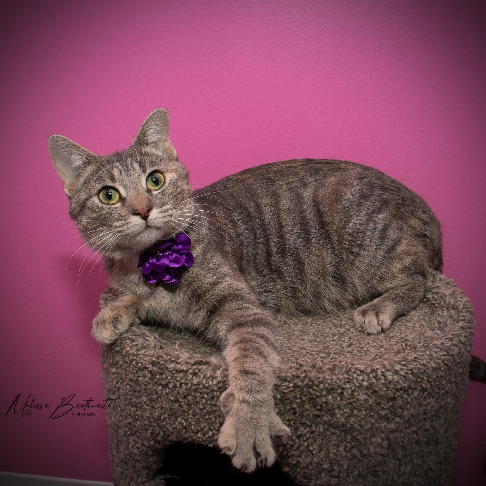 Enlarge Mokoko, an adopted Domestic Short Hair in Calgary, AB image 3/6