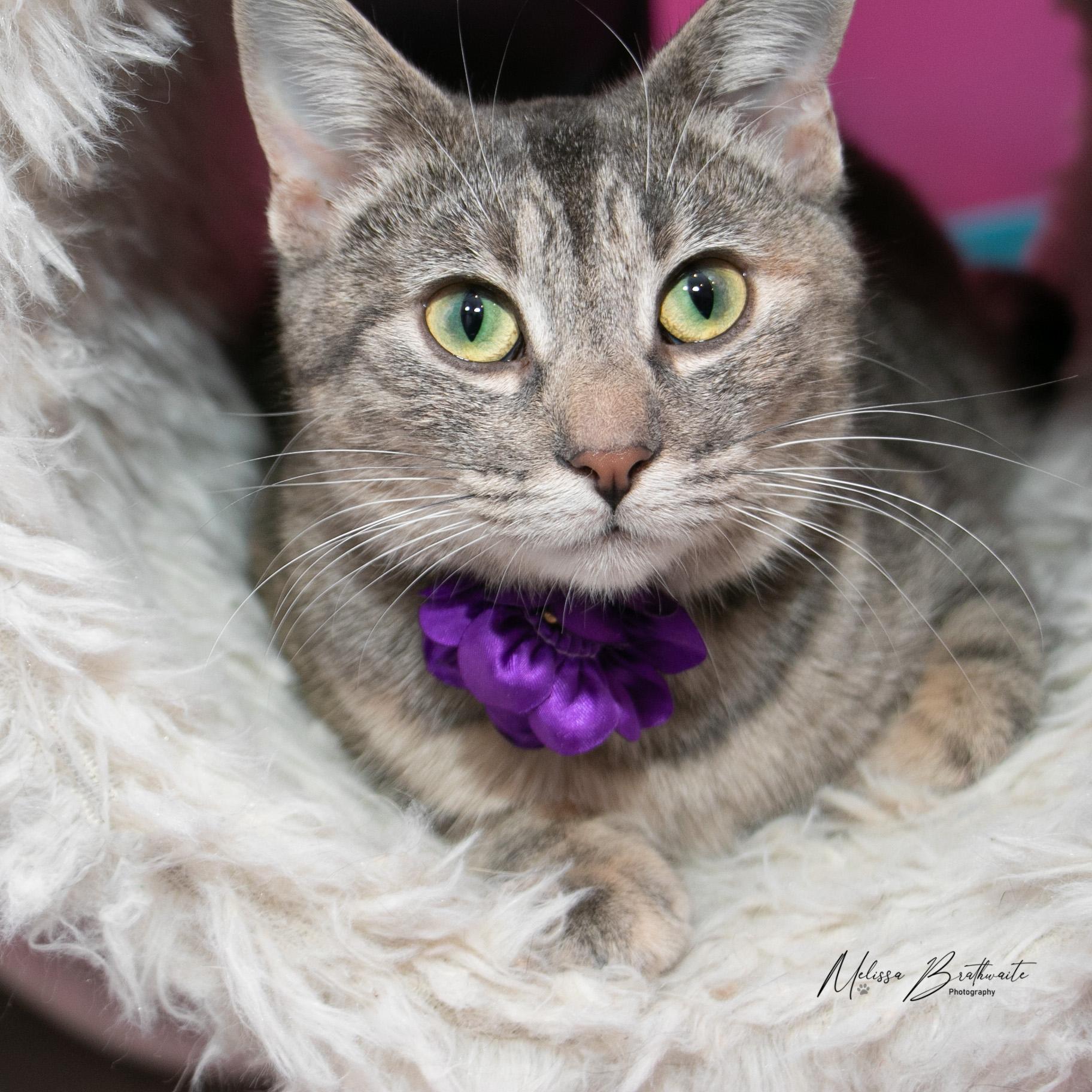 Mokoko, adopted, Adult Female Domestic Short Hair.
