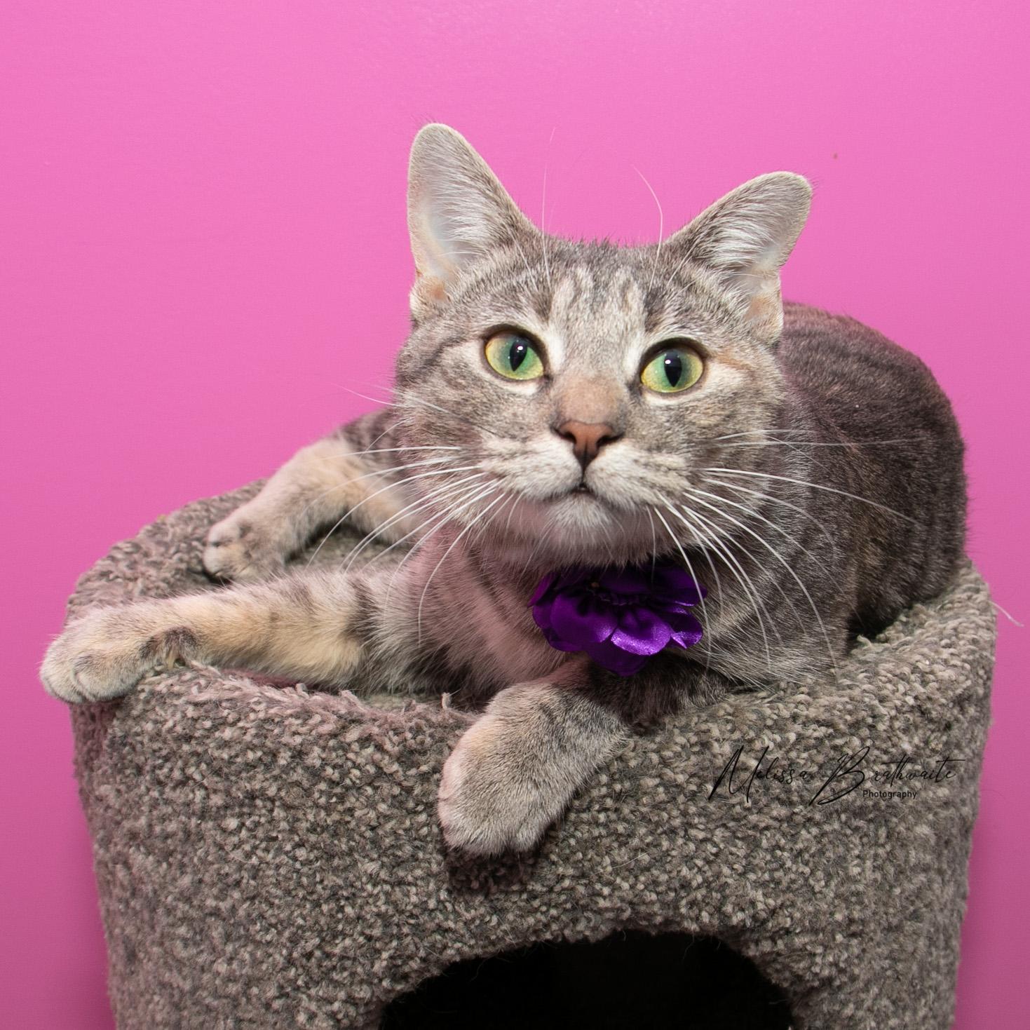 Enlarge Mokoko, an adopted Domestic Short Hair in Calgary, AB image 6/6