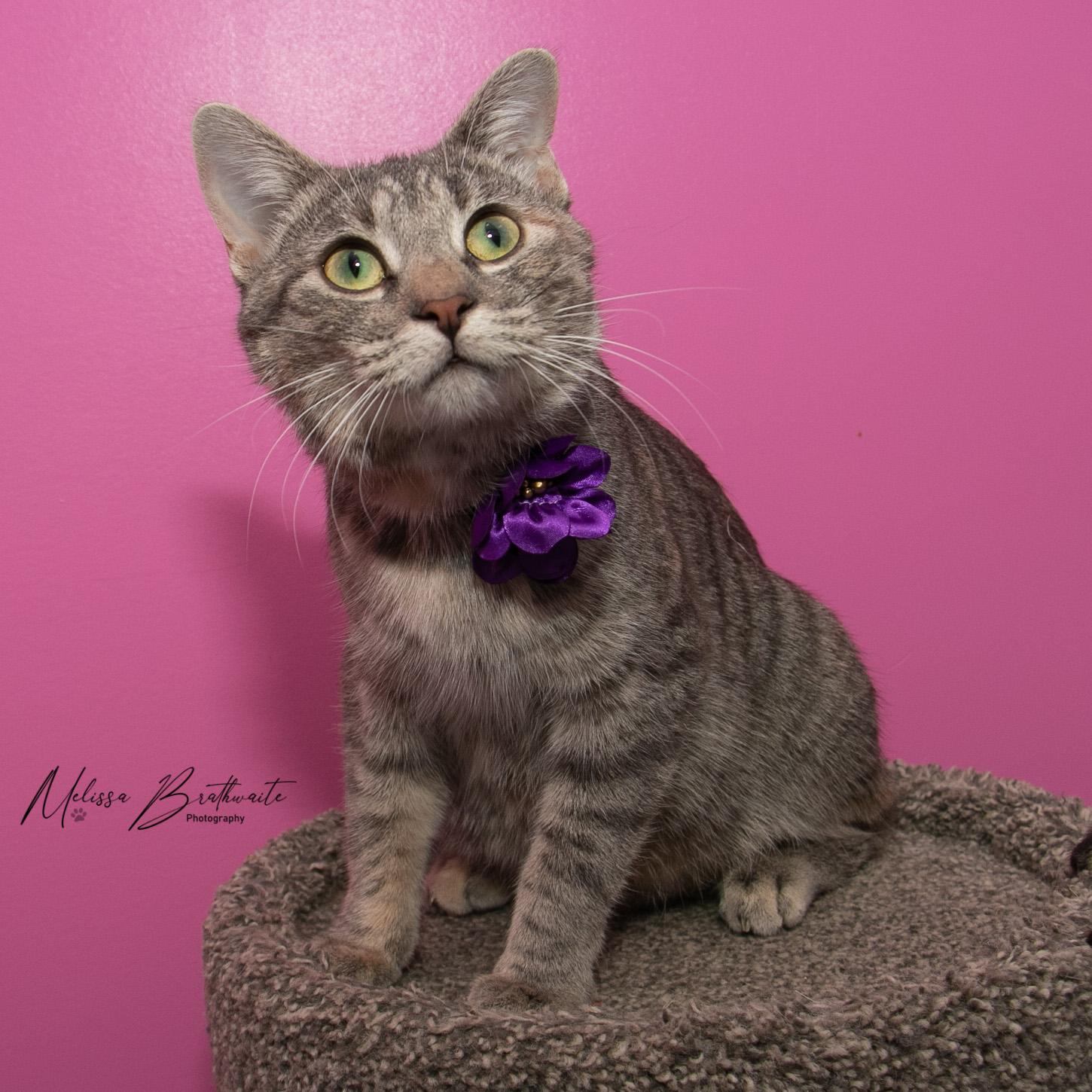 Enlarge Mokoko, an adopted Domestic Short Hair in Calgary, AB image 2/6