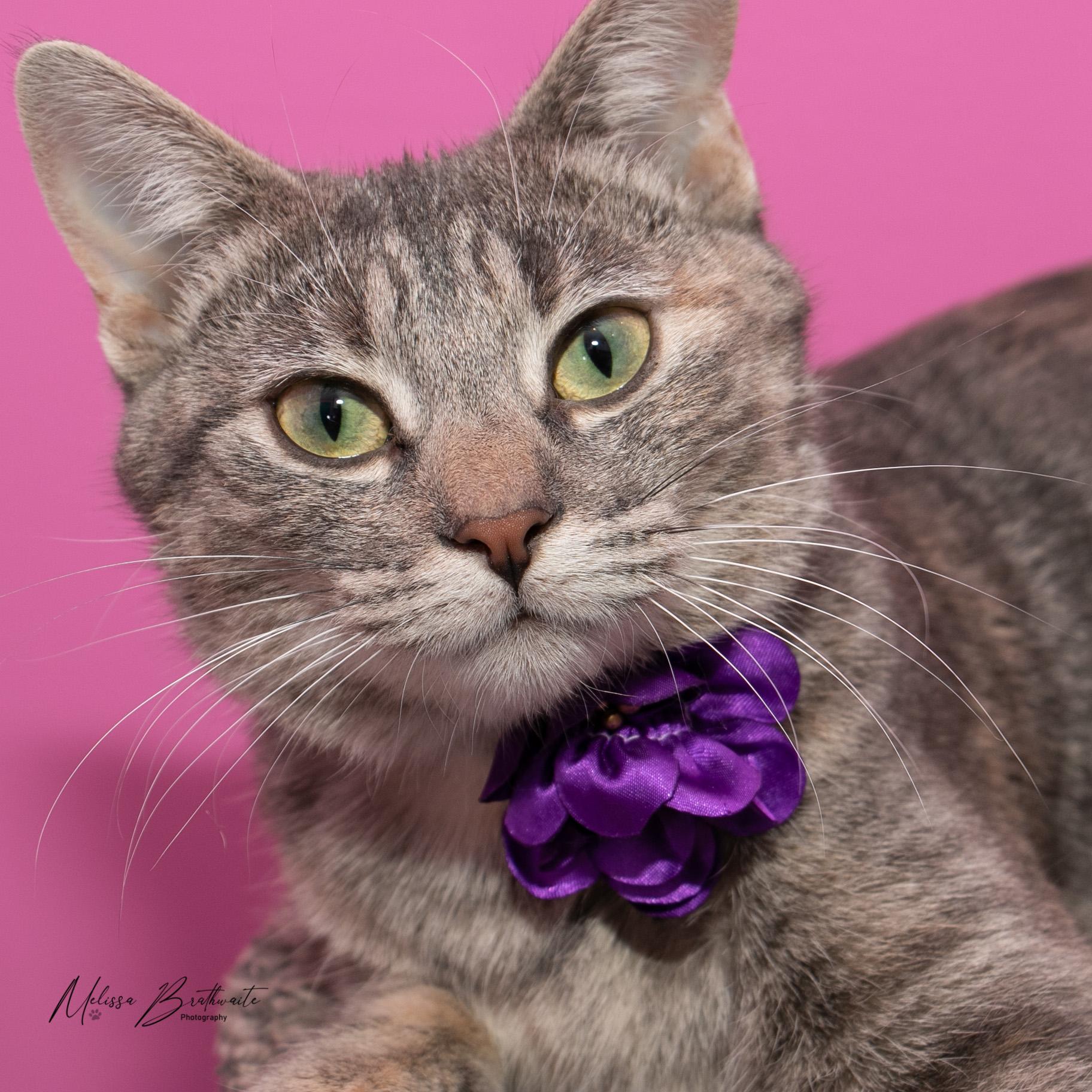 Enlarge Mokoko, an adopted Domestic Short Hair in Calgary, AB image 5/6