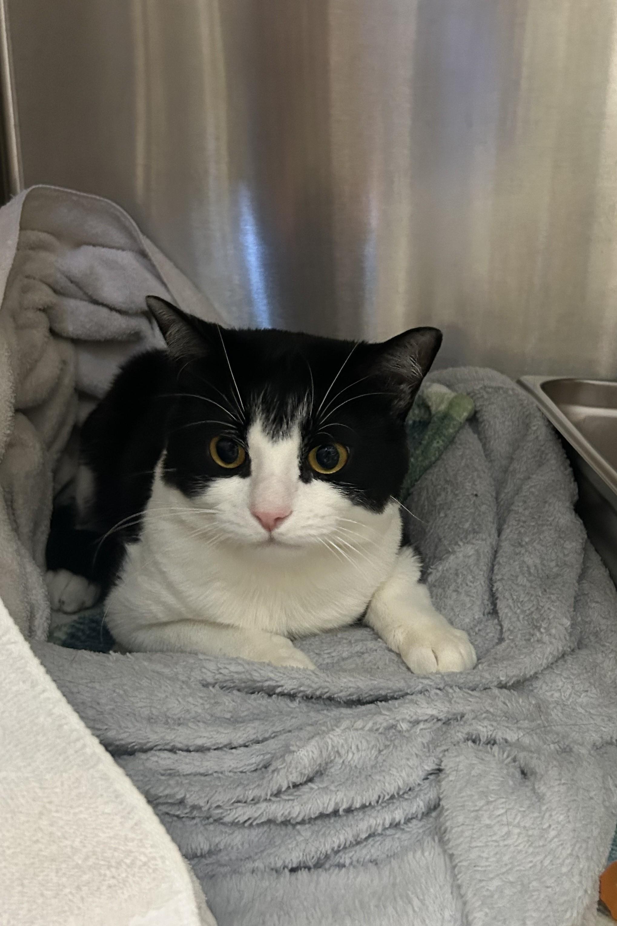 Brad, an adoptable Domestic Short Hair in Juneau, AK, 99801 | Photo Image 1