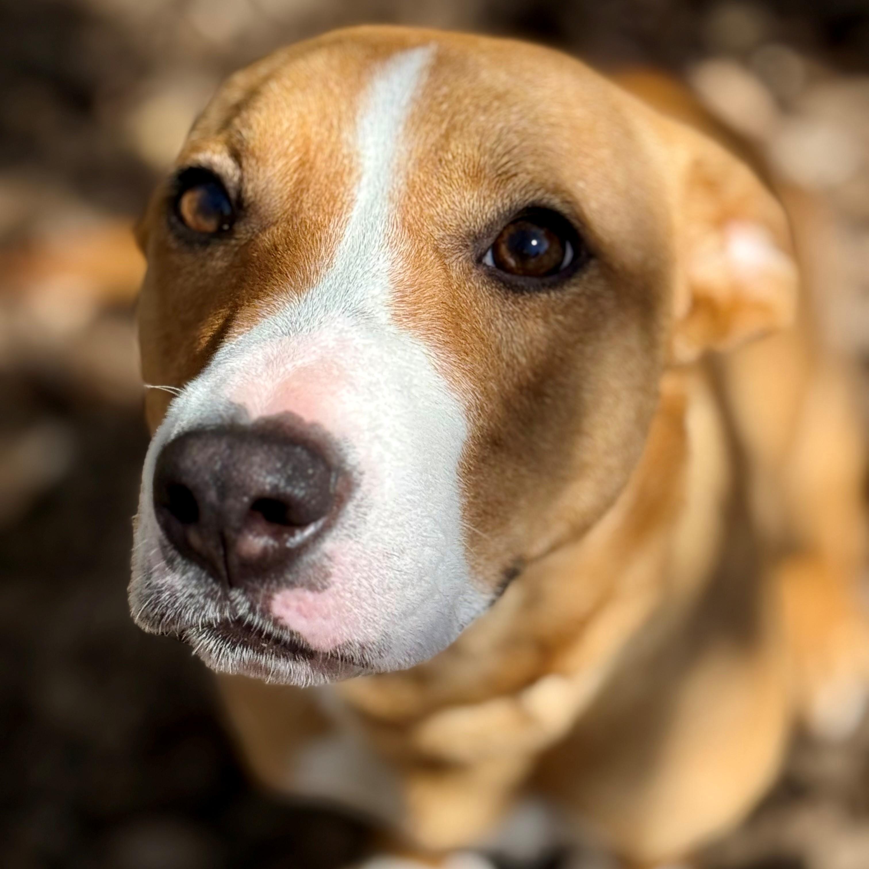 Enlarge Roo- #50805, a ADOPTABLE Mixed Breed in Columbia, MD image 4/5