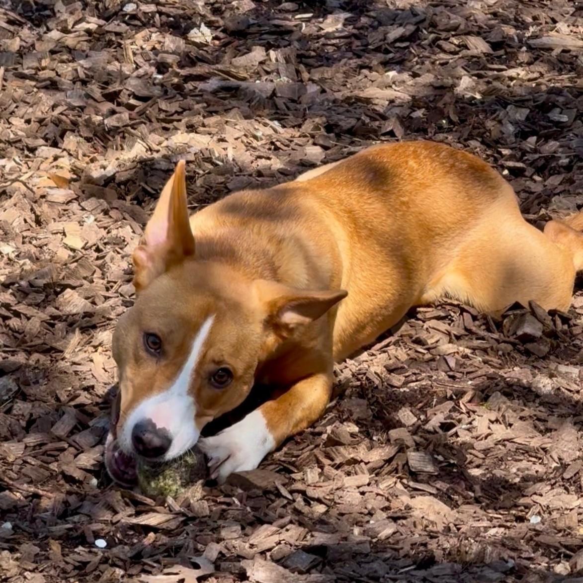 Enlarge Roo- #50805, a ADOPTABLE Mixed Breed in Columbia, MD image 3/5