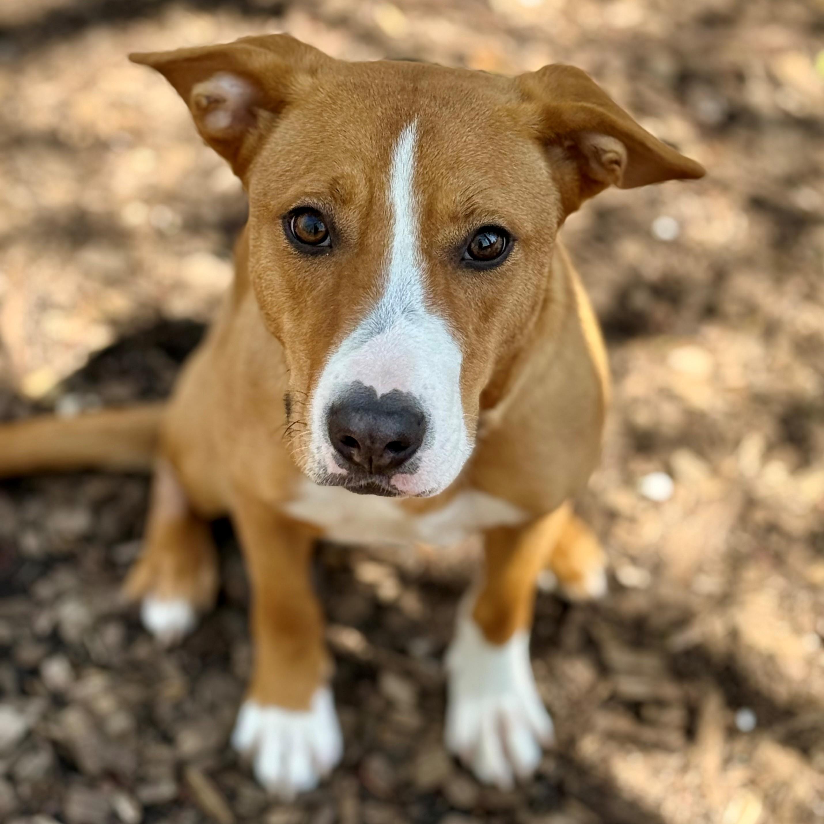Enlarge Roo- #50805, a ADOPTABLE Mixed Breed in Columbia, MD image 2/5