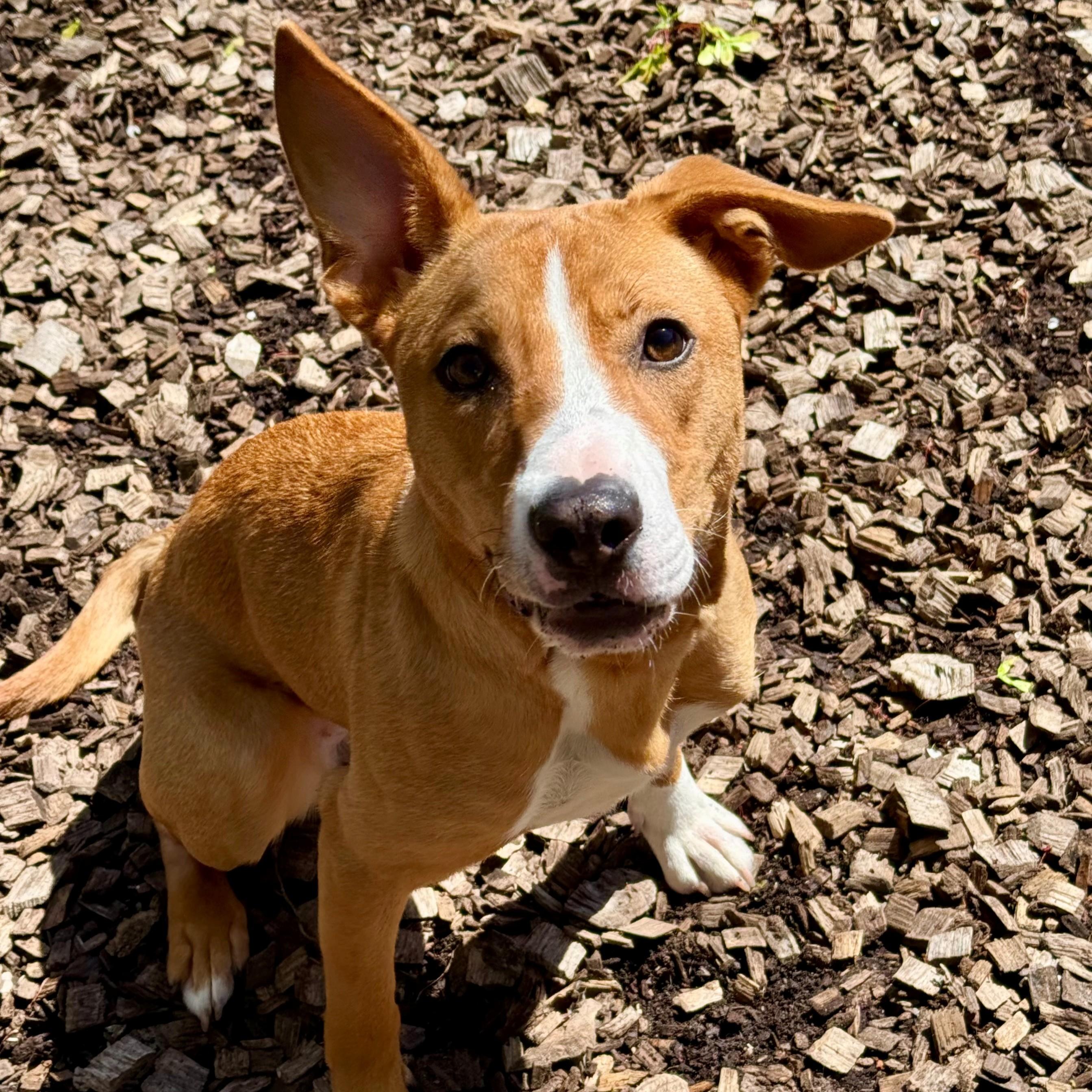 Enlarge Roo- #50805, a ADOPTABLE Mixed Breed in Columbia, MD image 1/5