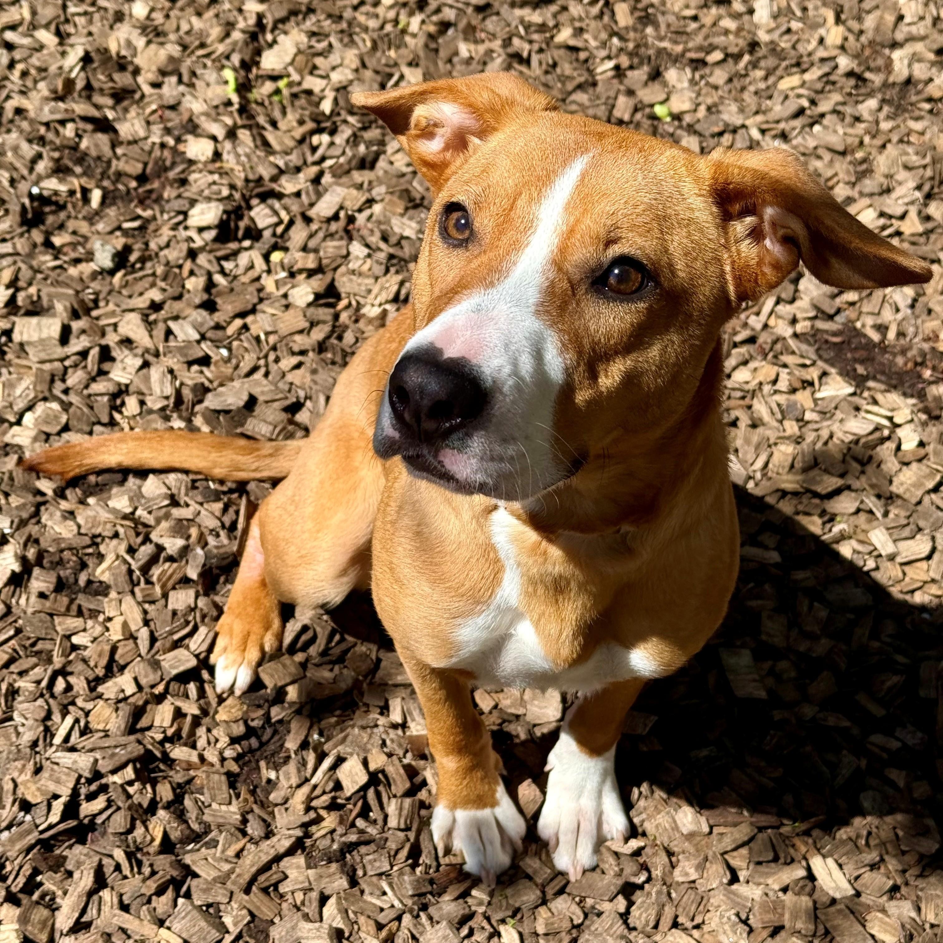 Enlarge Roo- #50805, a ADOPTABLE Mixed Breed in Columbia, MD image 5/5