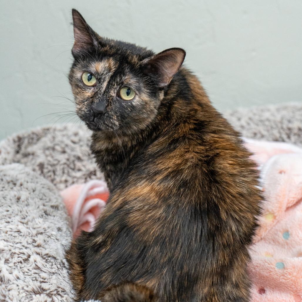 Plumeria, Adoptable, Senior Female Domestic Short Hair.