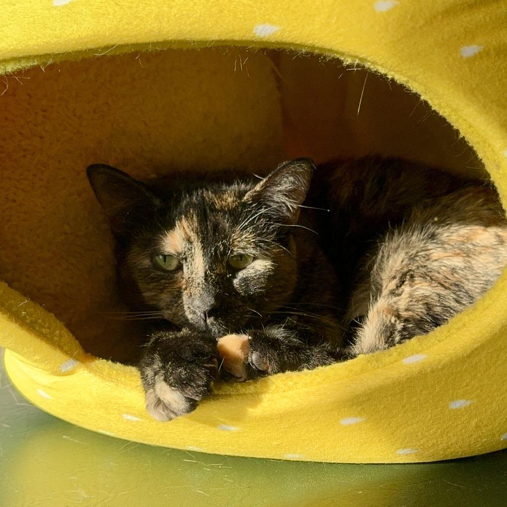 Plumeria, a Adoptable Domestic Short Hair in Durango, CO image 4/6