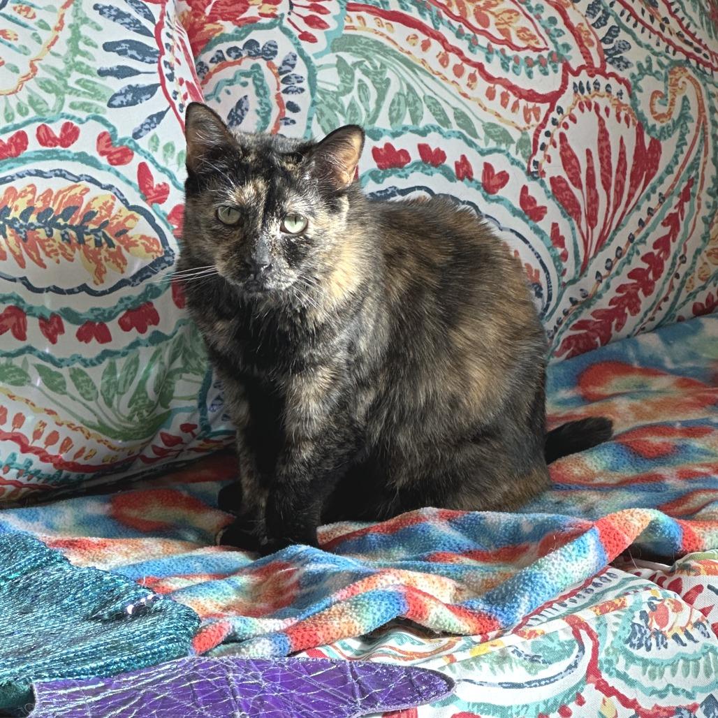 Plumeria, a Adoptable Domestic Short Hair in Durango, CO image 5/6