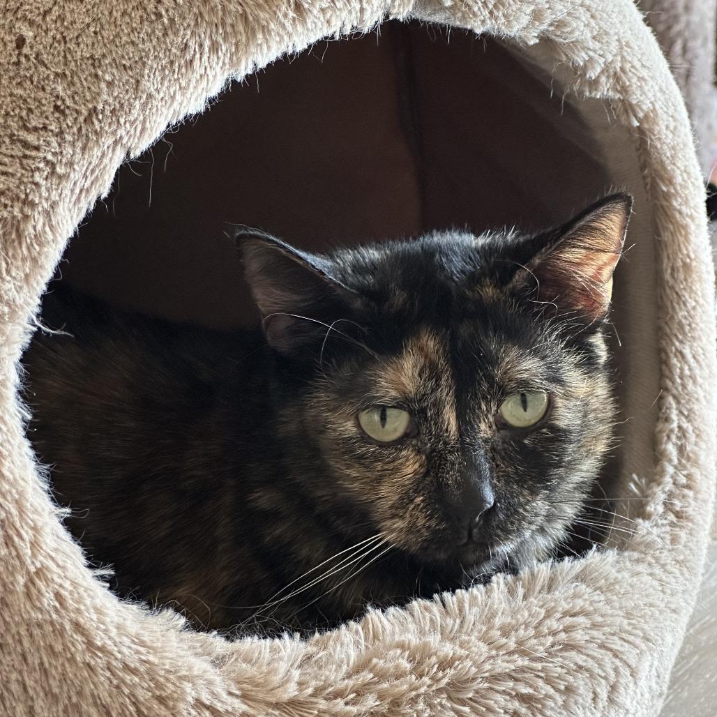 Plumeria — thumbnail 6