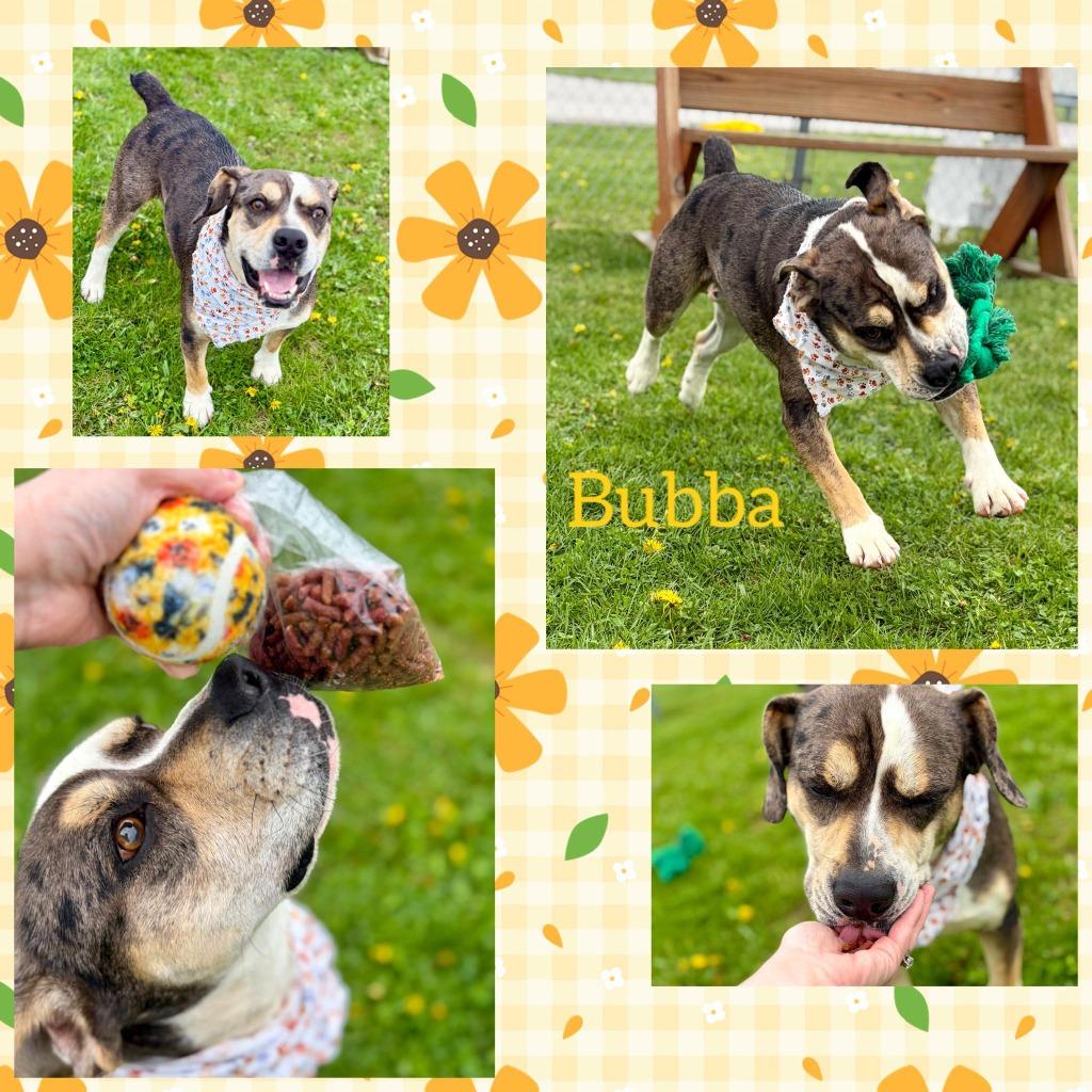 Bub, Adoptable, Young Male American Bulldog & Mixed Breed.