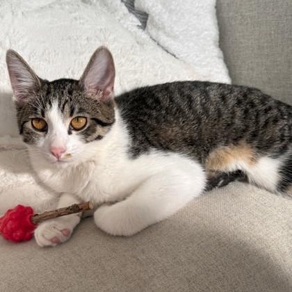 Enlarge DJ - In Foster, a Adoptable mixed breed in Rapid City, SD image 1/1