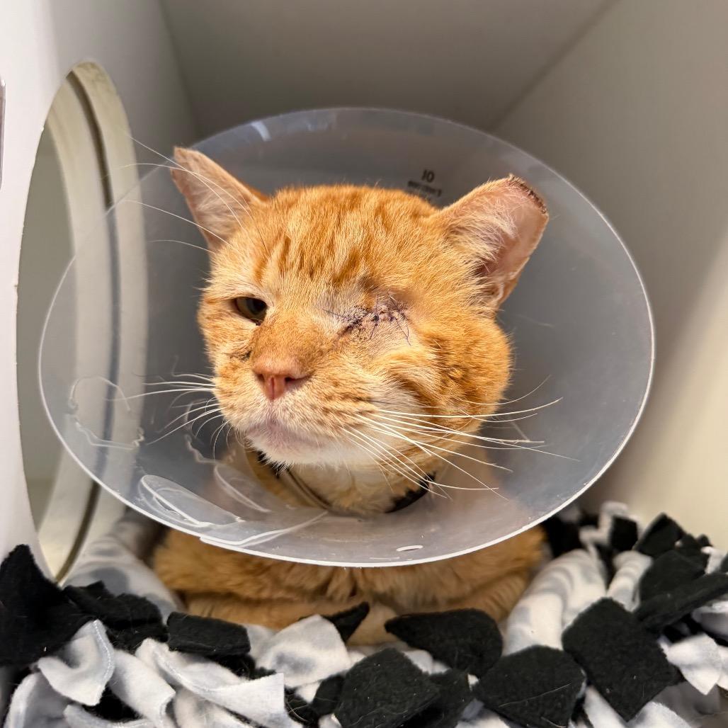 King Glitter Cheeks aka Steve, adopted, Adult Male Domestic Short Hair.