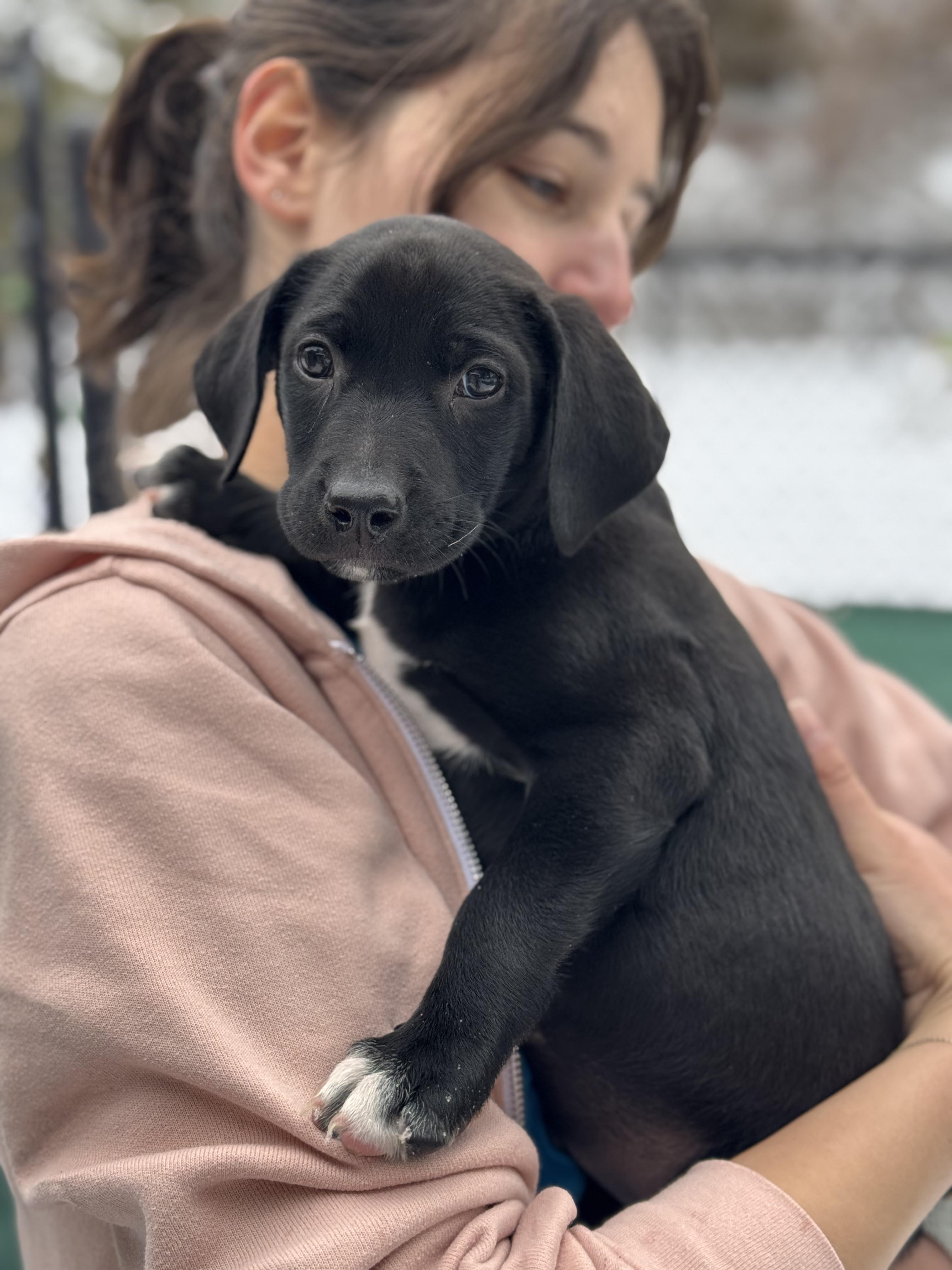 Bosco and Baxter, a ADOPTABLE mixed breed in Sudbury, MA image 2/5