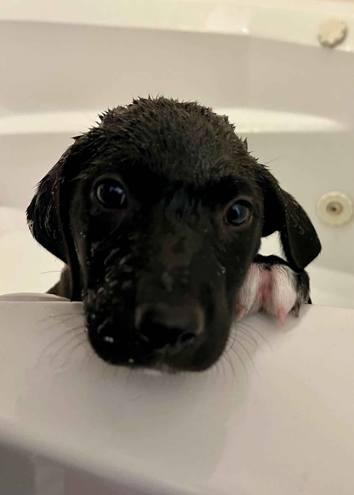 Bosco and Baxter, a ADOPTABLE mixed breed in Sudbury, MA image 5/5