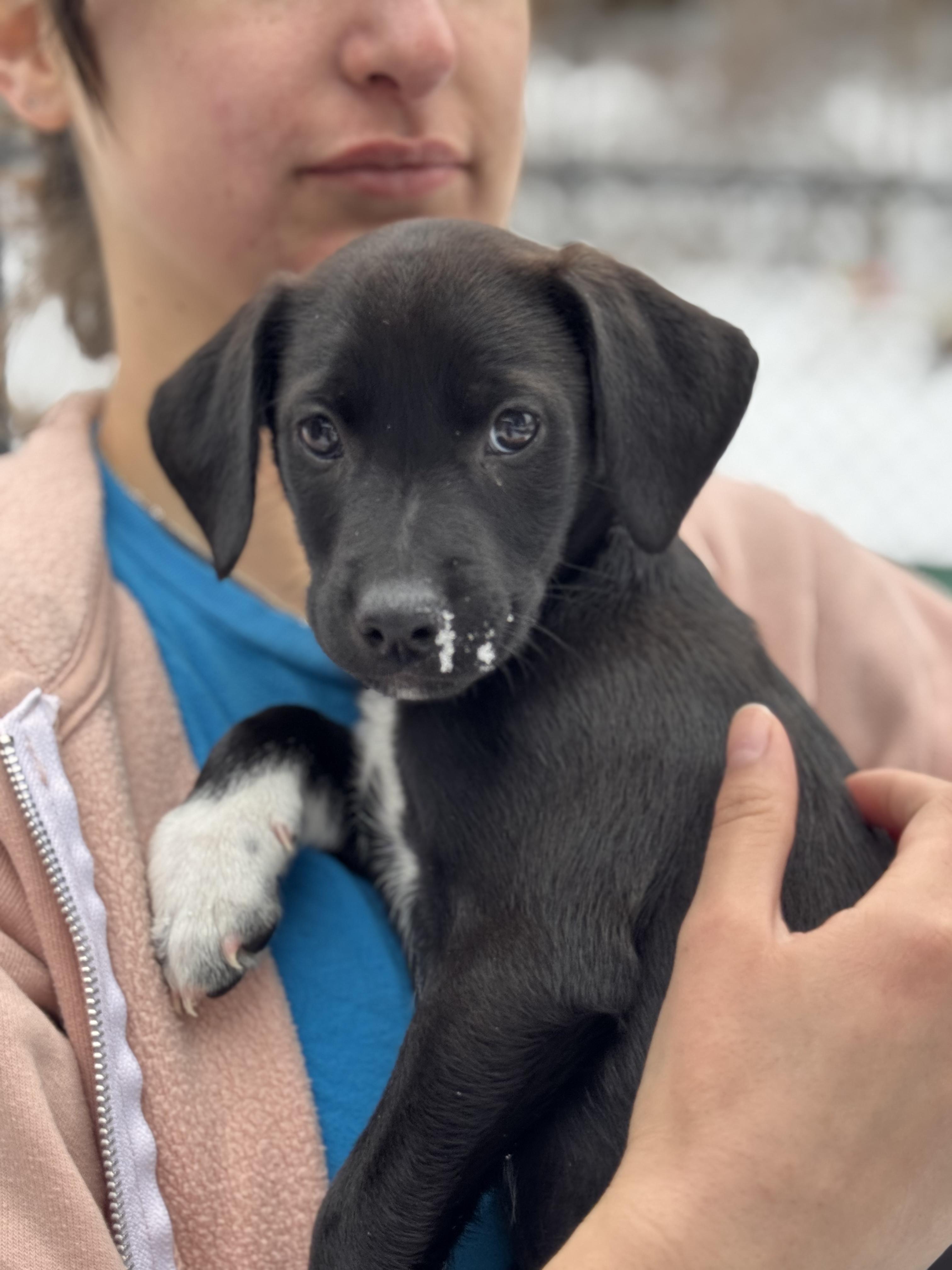 Bosco and Baxter, a ADOPTABLE mixed breed in Sudbury, MA image 1/5