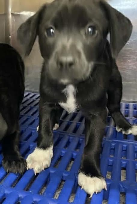 Bosco and Baxter, a ADOPTABLE mixed breed in Sudbury, MA image 4/5