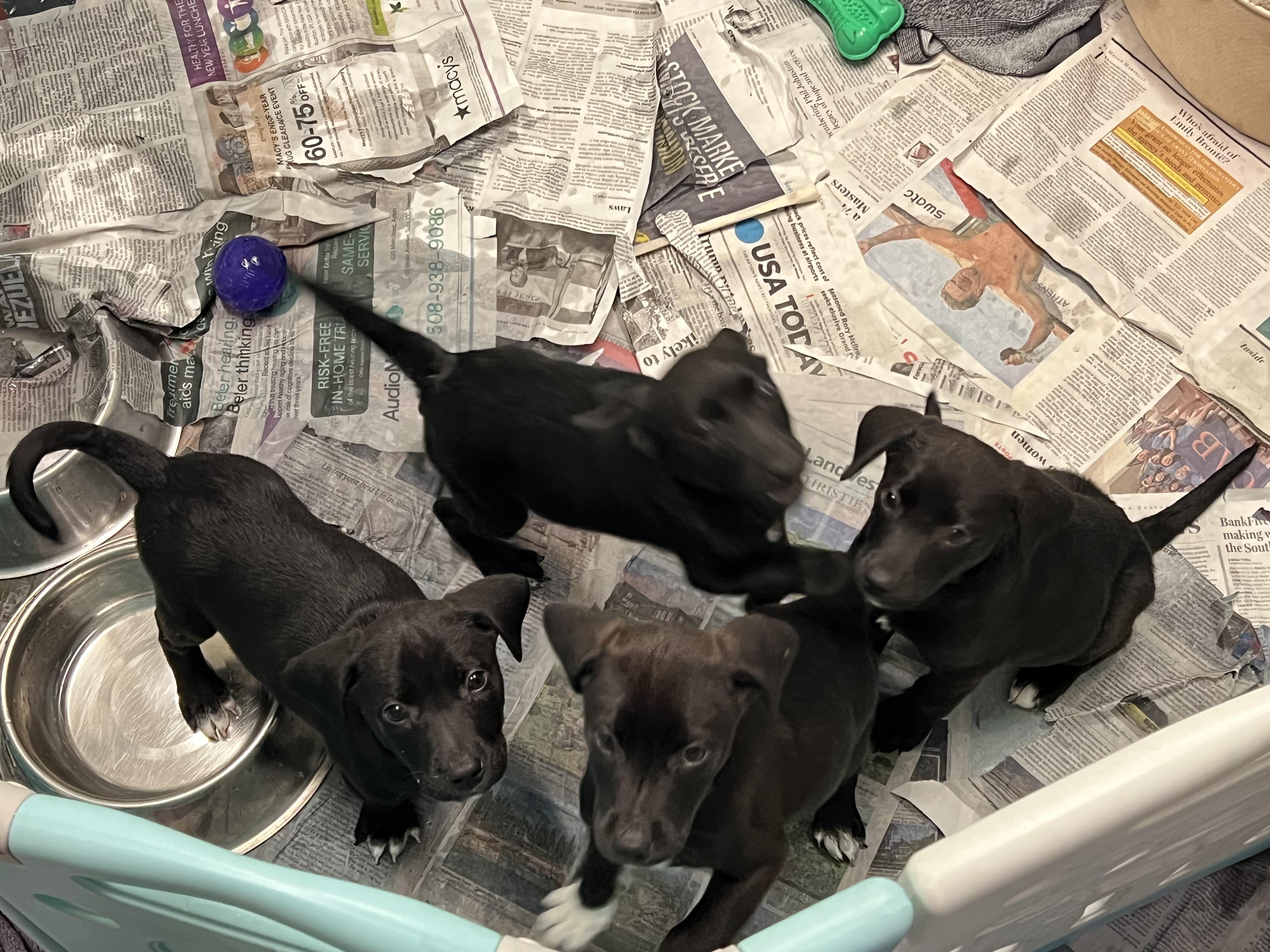 Bosco and Baxter, a ADOPTABLE mixed breed in Sudbury, MA image 3/5