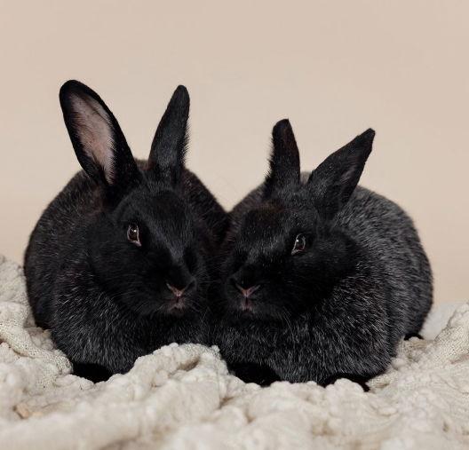 Enlarge Momo, a Adoptable Silver Fox in Lakeville, MN image 3/6