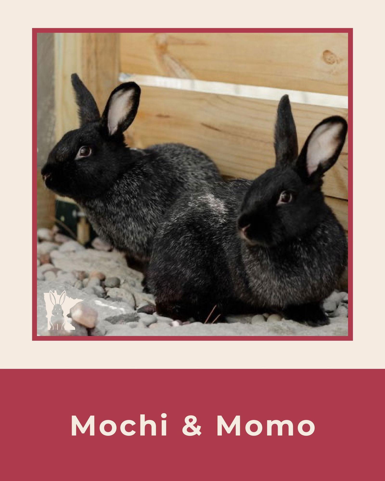 Enlarge Momo, a Adoptable Silver Fox in Lakeville, MN image 4/6