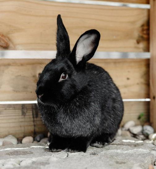 Enlarge Momo, a Adoptable Silver Fox in Lakeville, MN image 5/6