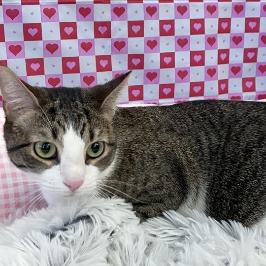 Miss Honey, a Adoptable Domestic Short Hair in Waxhaw, NC image 1/6